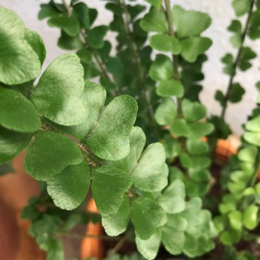 Nephrolepis duffii syn. Nephrolepis cordifolia 'Duffii', Nephrolepis cordifolia 'Lemon Buttons'