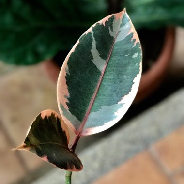 Ficus elastica 'Variegata'