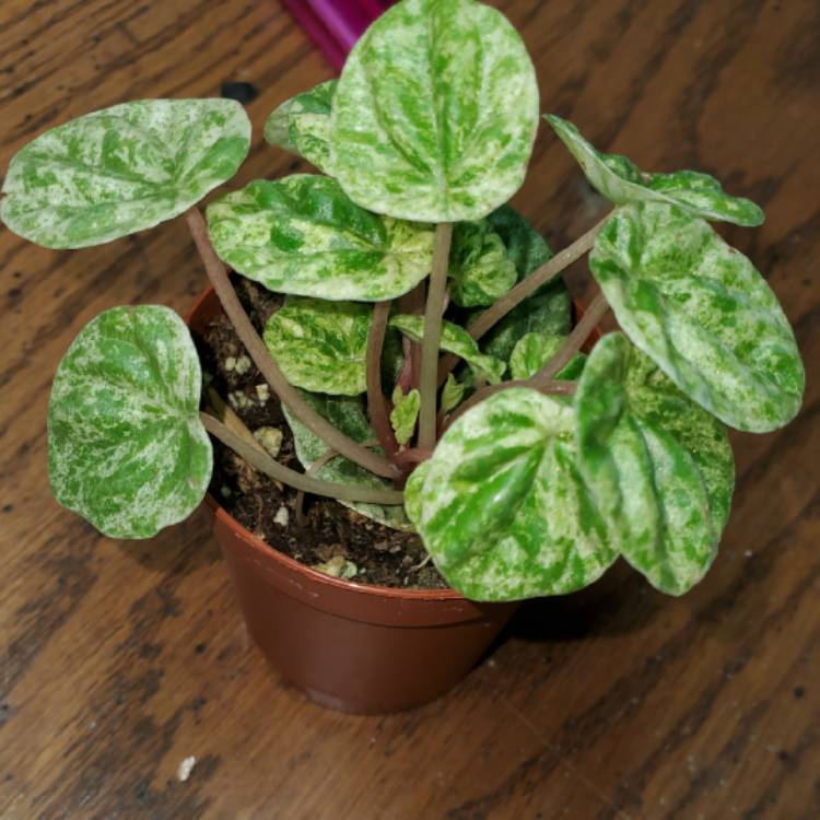 Plant image Peperomia caperata 'Emerald Ripple'