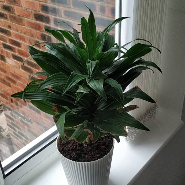 Plant image Dracaena deremensis