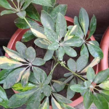 Variegated Umbrella Tree