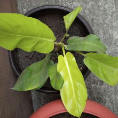 Philodendron 'Lemon Lime'