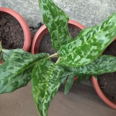 Chinese Evergreen 'Tricolor'