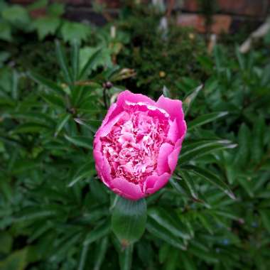 Peony 'Sorbet' (Herbaceous)