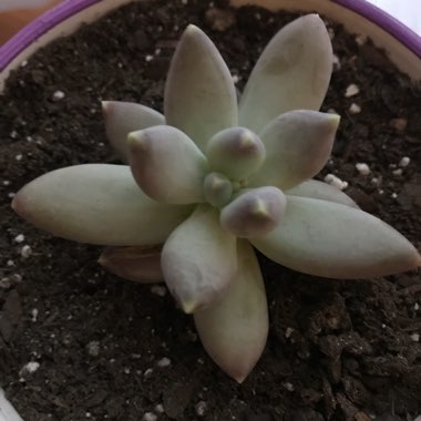 Pachyphytum Blue Haze