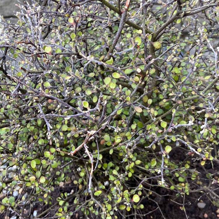 Plant image Corokia cotoneaster