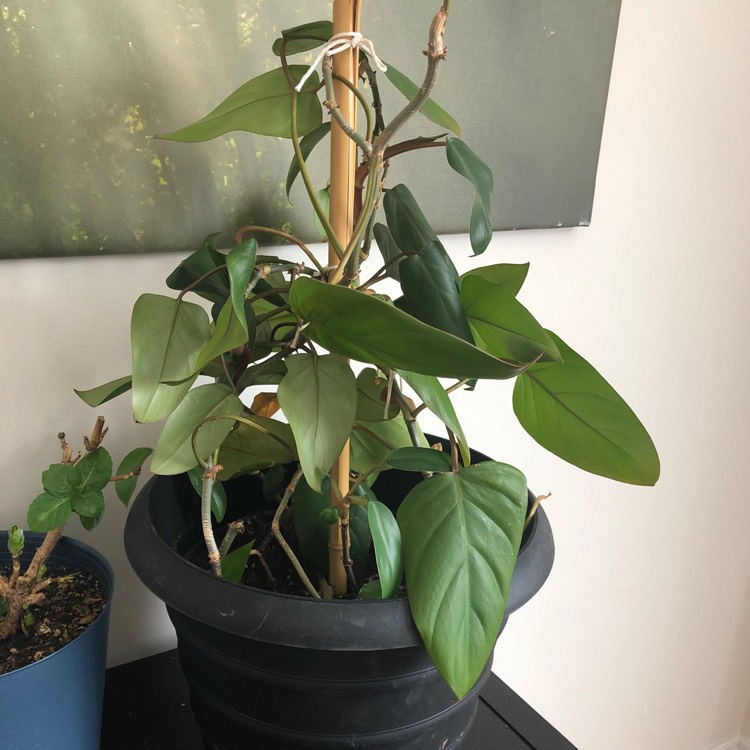 Plant image Philodendron erubescens 'Red Emerald'