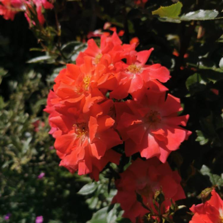 Plant image Geum 'Blazing Sunset'