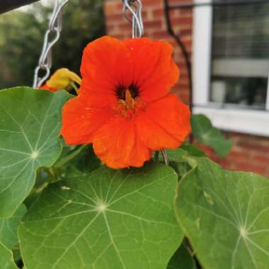 Nasturtium