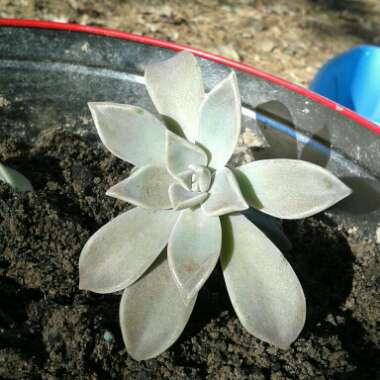 Graptopetalum 'Ghost plant'