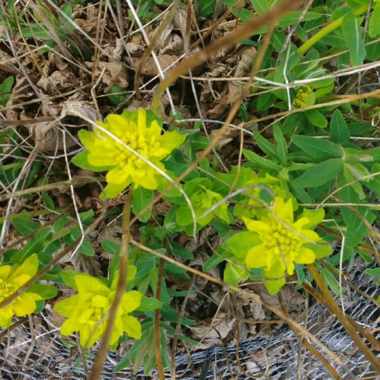 Plant image Euphorbia epithymoides 'Bonfire'