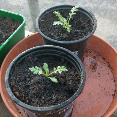 Achillea