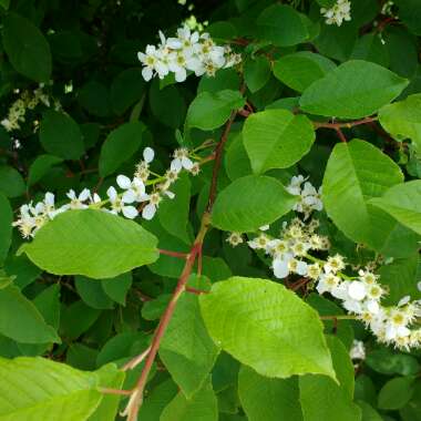 Prunus padus 'Watereri'