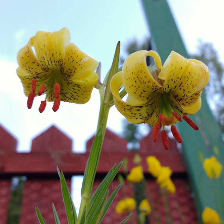 Plant image Lilium hansonii