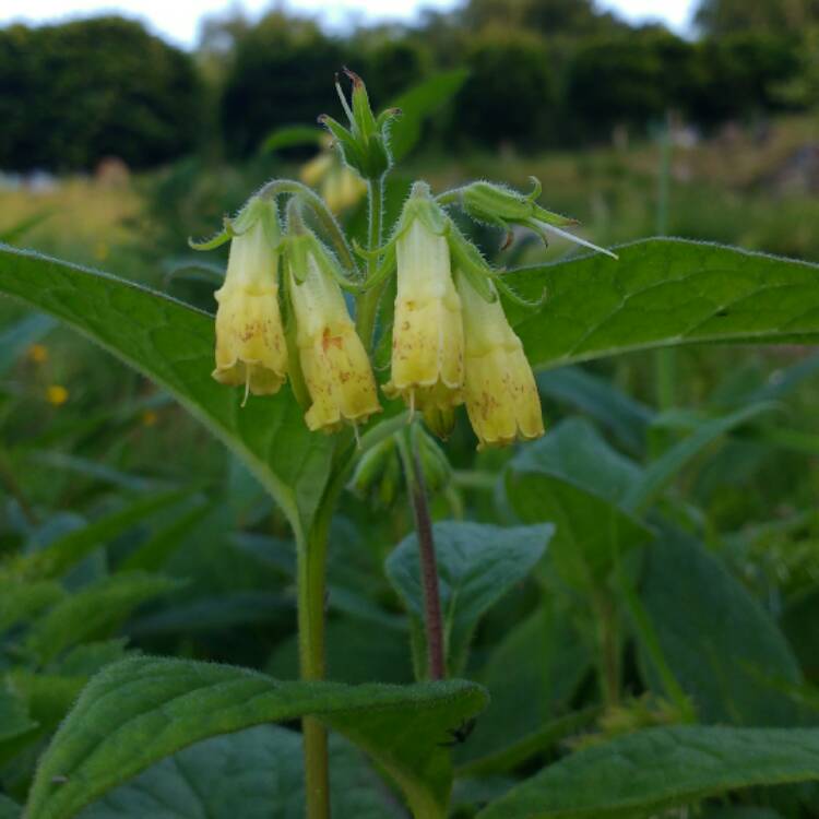 Plant image Symphytum Ibericum