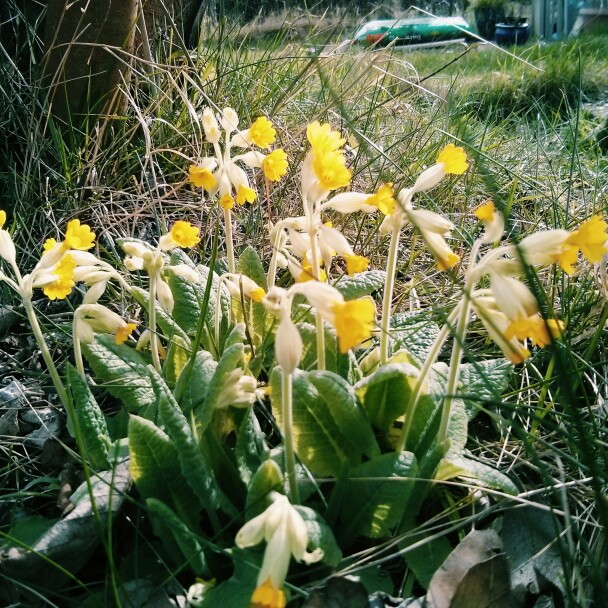 Plant image Primula elatior