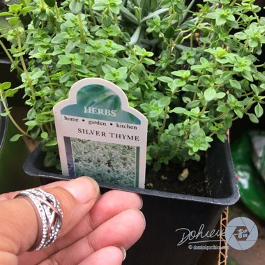 Thymus 'Silver Queen'