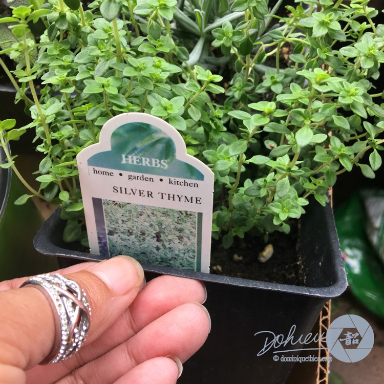 Plant image Thymus 'Silver Queen'