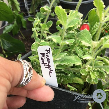 Mentha suaveolens 'Variegata'