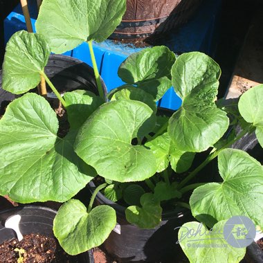 Cucurbita Pepo 'Yellow Scallop'