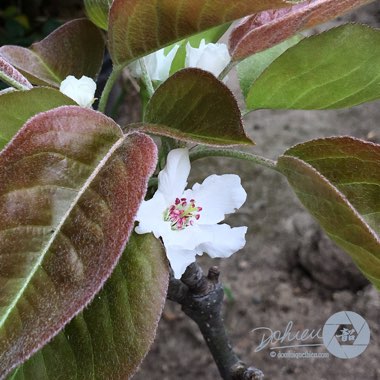 Pyrus pyrifolia 'Nijisseiki' syn. Pyrus pyrifolia '20th Century'