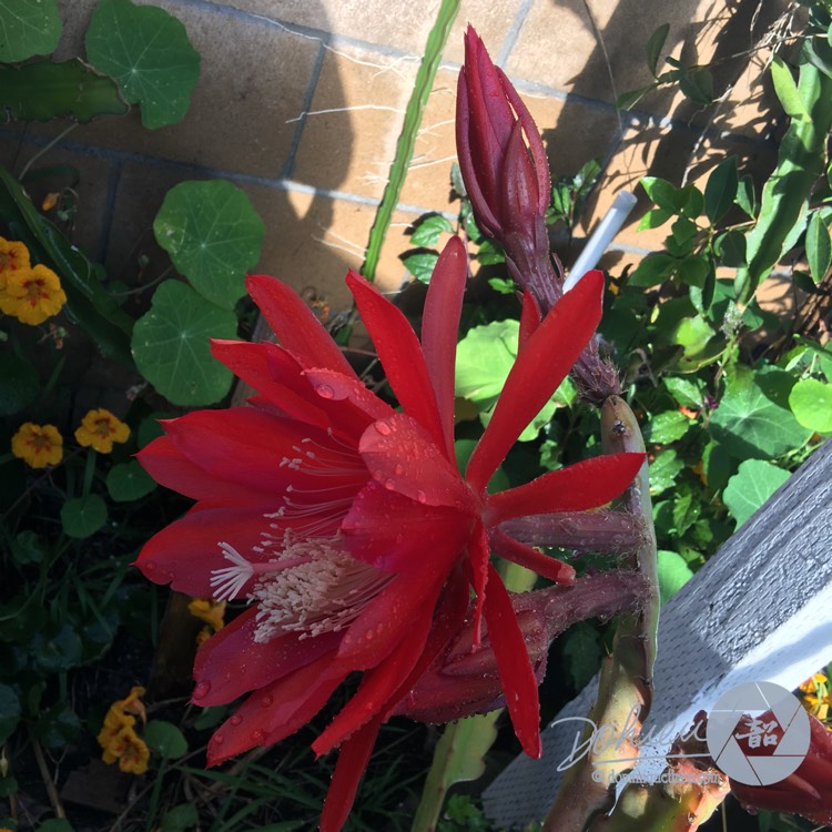 Plant image Epiphyllum hy.red