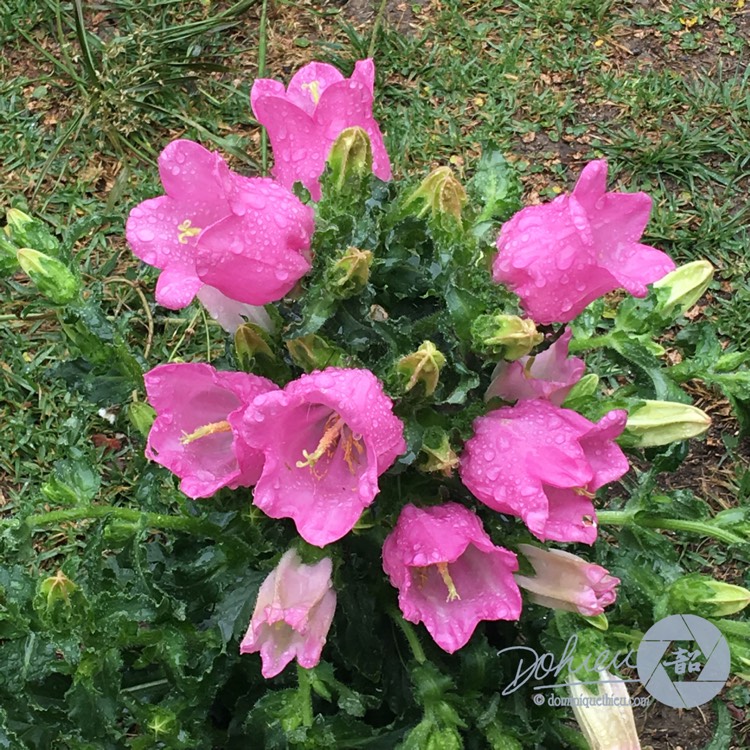 Plant image Campanula medium