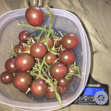 Solanum lycopersicum 'Black Cherry'