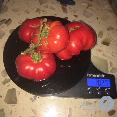 Solanum lycopersicum 'Red Brandywine'