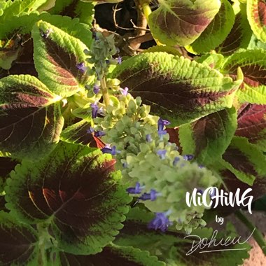 Plectranthus scutellarioides 'Rainbow Mix'