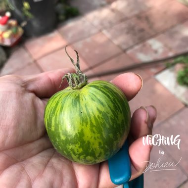 Solanum Lycopersicum 'Green Zebra'