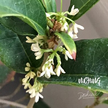 Osmanthus Fragrans