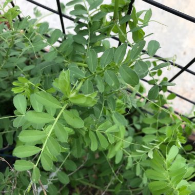 Vicia sativa syn. Vicia bacla ; Vicia communis ; Vicia glabra ; Vicia nemoralis