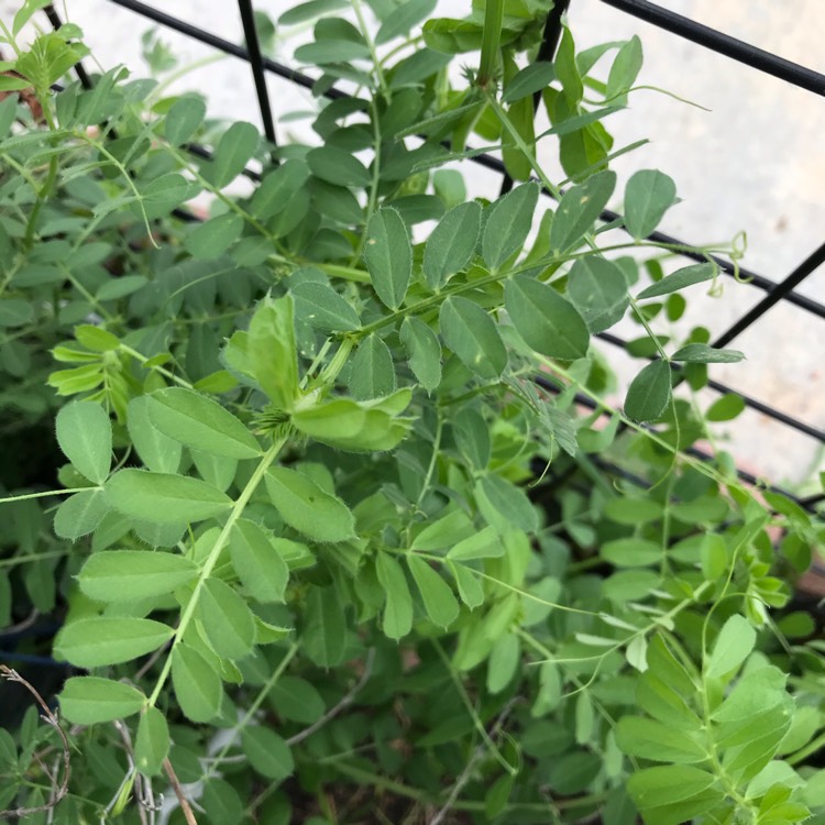 Plant image Vicia sativa syn. Vicia bacla ; Vicia communis ; Vicia glabra ; Vicia nemoralis