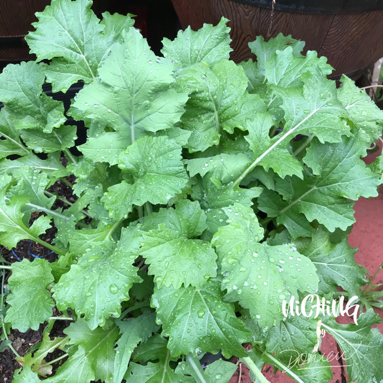 Plant image Brassica Rapa