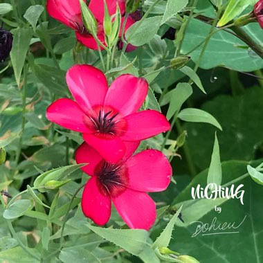 Linum grandiflorum