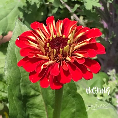 Zinnia elegans 'Moulin Rouge Mix'