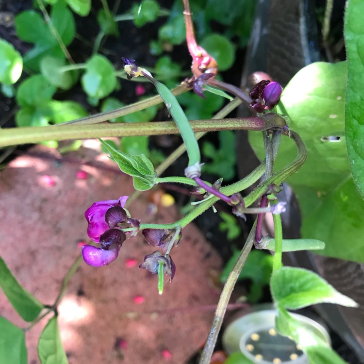 Plant image Phaseolus vulgaris 'Royal Burgundy'