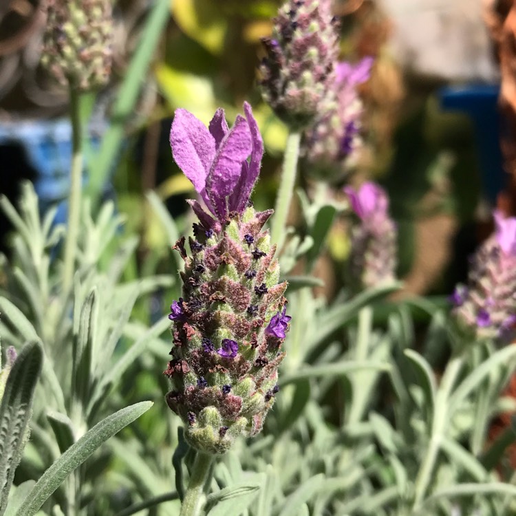 Plant image Lavandula stoechas 'Anouk' (Anouk Series)