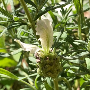 Lavandula stoechas 'Anouk White' (Anouk Series)