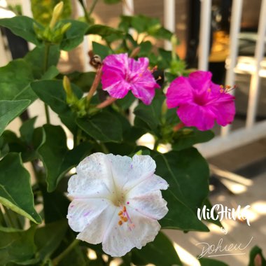 Mirabilis jalapa