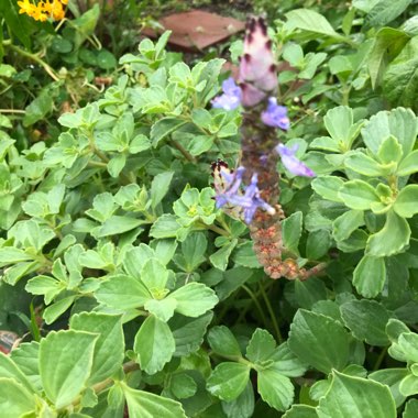 Coleus neochilus  syn. Plectranthus neochilus