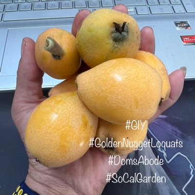 Loquat