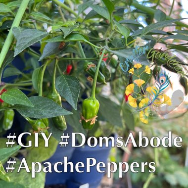 Chilli Pepper 'Apache'