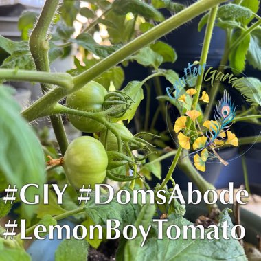 Tomato 'Lemon Boy'