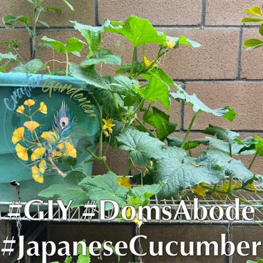 Japanese Cucumber 