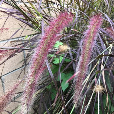 Pennisetum alopecuroides var. 'Viridescens'