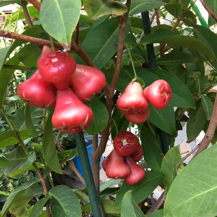 Syzygium Jambos, Rose Apple - uploaded by @niching