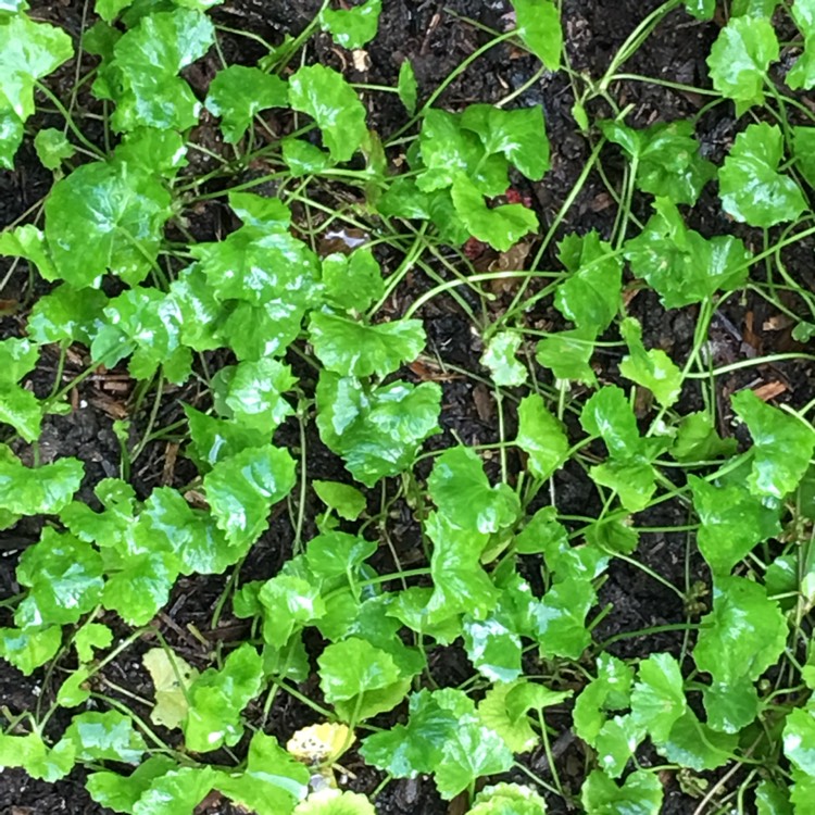 Plant image Centella asiatica