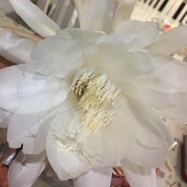 Epiphyllum oxypetalum